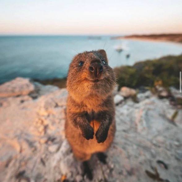 Quokka